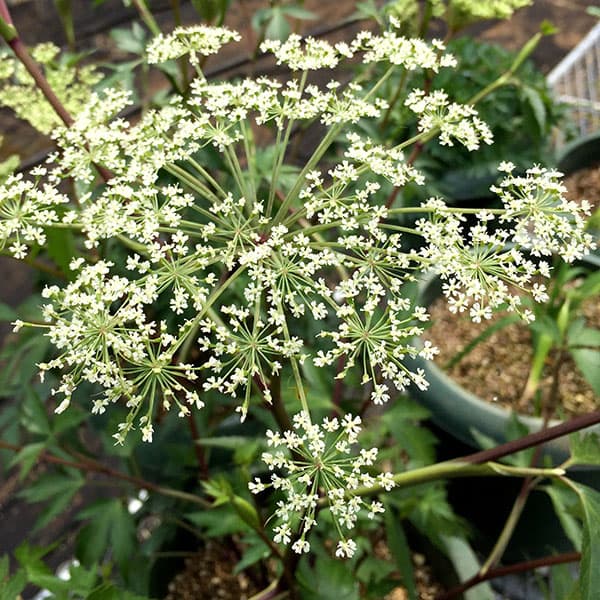 ハーブの苗/カラトウキ（唐当帰）3号ポット