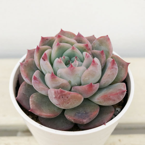 観葉植物/エケベリア：ケラリアン　2号ポットのサムネイル