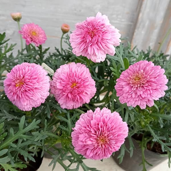 草花の苗/マーガレット：ピーチフレア3.5号ポット