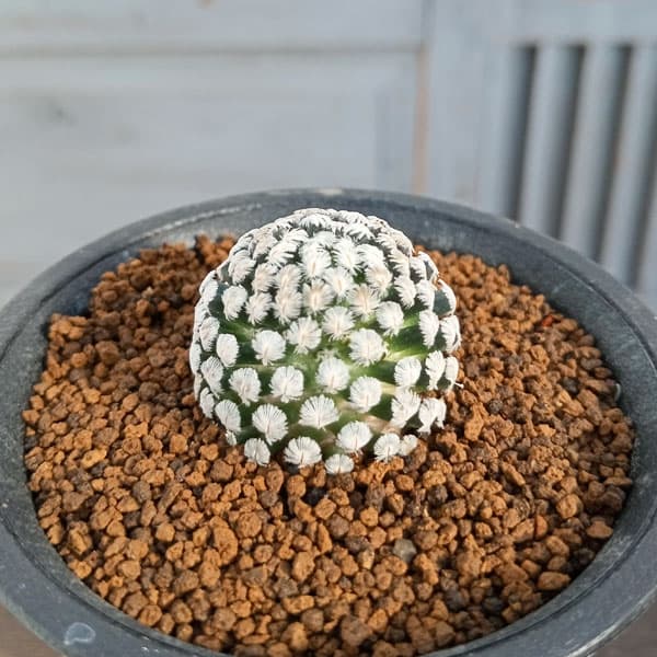 観葉植物/マミラリア：サンチェス　メホラダエ　2.5号鉢植え