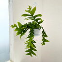 観葉植物/エピフィラム:クリソカルディウム 5号吊り鉢