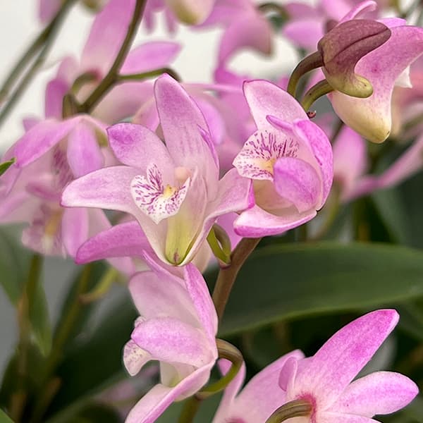 楽天市場】デンドロビウム・キンギアナムの通販