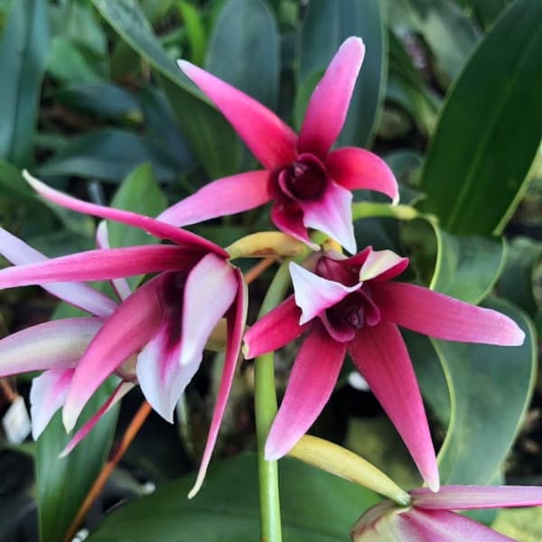 観葉植物/デンドロビウム（原種）：トリアケリアナム 3号ポット