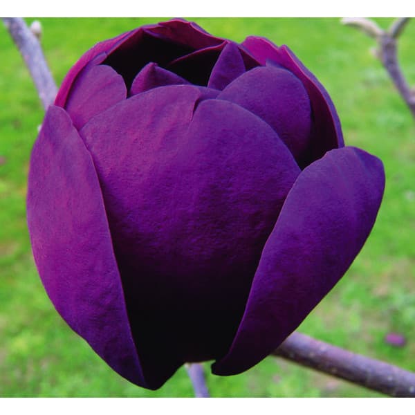 花木 庭木の苗/モクレン（マグノリア）：ブラックチューリップ3.5-4号ポット