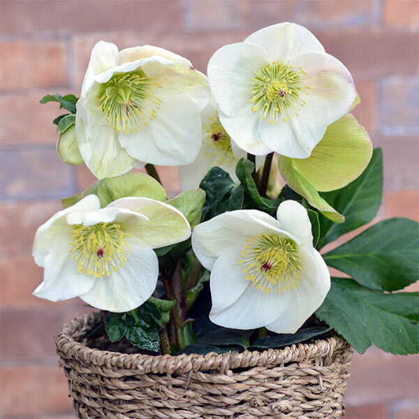 クリスマスローズ：*HGC雪の妖精...