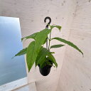 観葉植物/(わけあり特価)ホヤ:ソロケンシス 4号吊り鉢