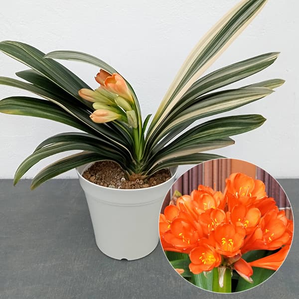 クンシラン：ダルマクンシラン斑入り5号鉢植え