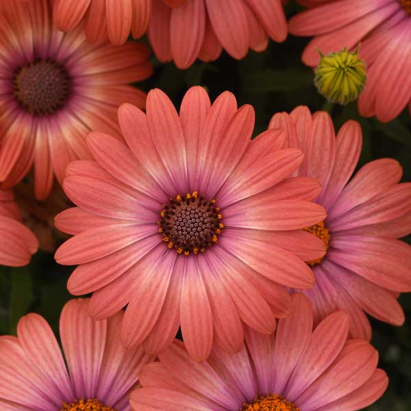 オステオスペルマム：セレニティ コーラルマジック5号鉢植え