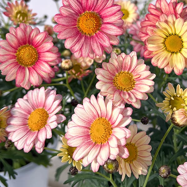 楽天市場】マーガレット 4号の通販