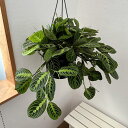 観葉植物/マランタ:レモンライム 7号吊り鉢