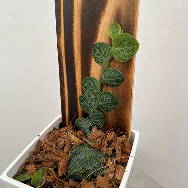 観葉植物/ラフィドフォラ：クリプタンサ　4号鉢植えのサムネイル