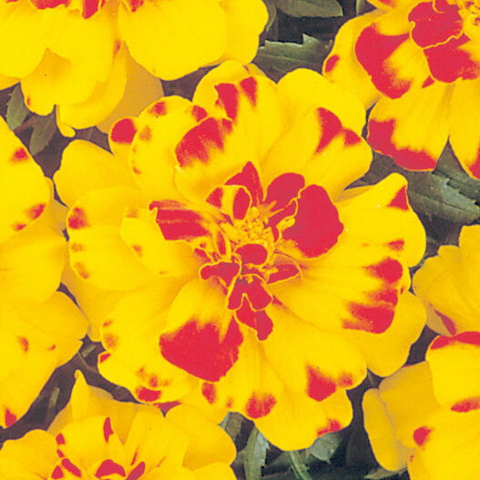 草花の苗/マリーゴールド ：デュランゴ　ボレロ（複色）3.5号ポット 2株セット