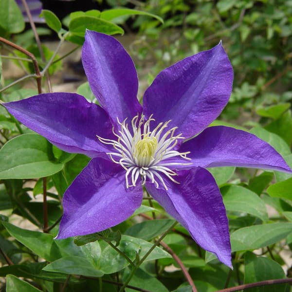 楽天市場】クレマチス 流星（苗物｜ガーデニング・農業）：花