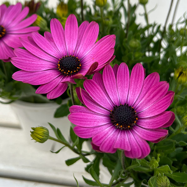 オステオスペルマム：トレードウィンズ ライトパープル5号鉢植え