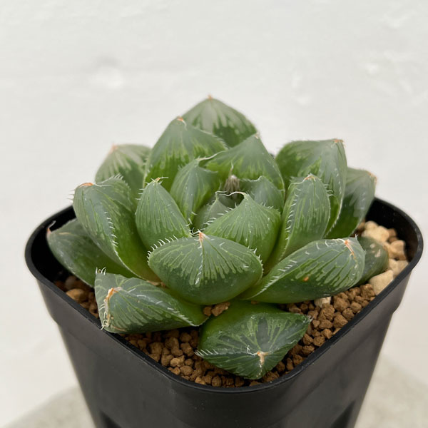 観葉植物/ハオルチア：NGタイプ（大型紫オブツーサ交配種） 8cmスクエア鉢