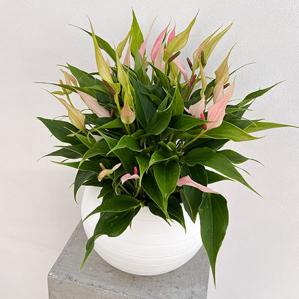 楽天市場】リリー 鉢植え（鉢花｜花・観葉植物）：花・ガーデン・DIYの通販