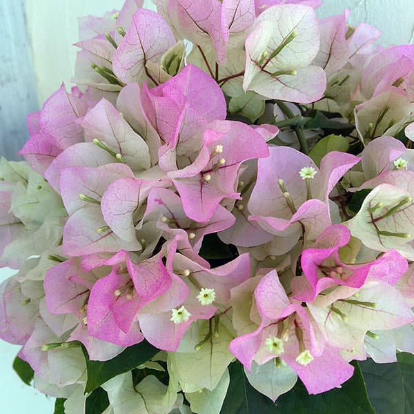 ブーゲンビリア 花の鉢植え （わけあり特価）ブーゲンビレア：ブライダルピンク4号鉢植え