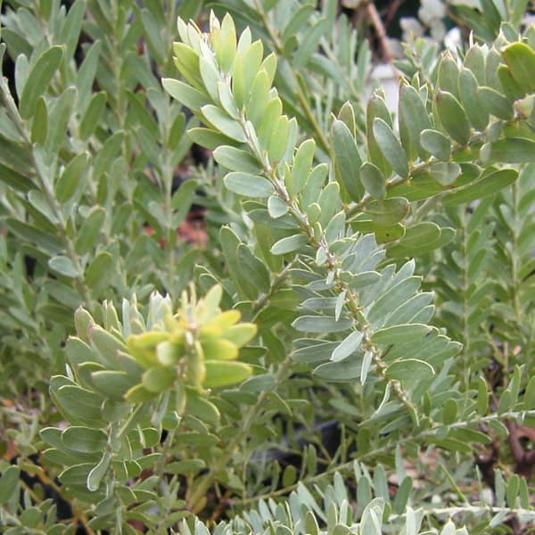 楽天市場】アカシア ブルーブッシュの通販