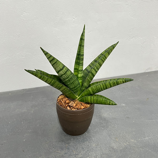 Rakuten - 観葉植物/サンセベリア：インディ　3号