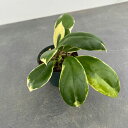 観葉植物/ホヤ:インクラサッタ バリエガータ 3号ポット