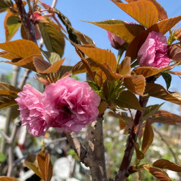 花木 庭木の苗/（わけあり特価）桜(サクラ)：品種不明（八重咲き）6号ポット