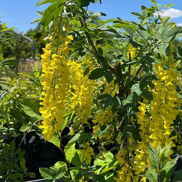 楽天市場】キングサリ（植木｜ガーデニング・農業）：花・ガーデン
