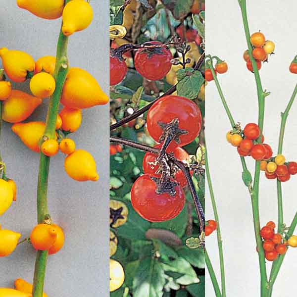 草花の苗/[送料無料]おたんこナス...