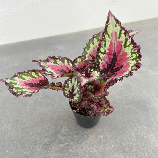 楽天市場】スベゴニアの通販