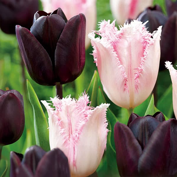 球根/チューリップ：ブラックペア　ブラック＆フリンジピンク4球入り