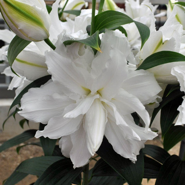 球根/ユリ：八重咲きオリエンタルリリー ホワイトトルネード1球入