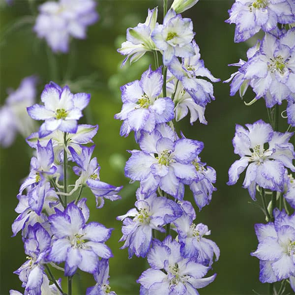 草花の苗/チドリソウ（千鳥草・ラークスパー）：カンヌ　ブルーピコティ3号ポットのサムネイル