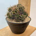 観葉植物/サボテン:ギムノカリキウム ハイブリッド 7号24-03