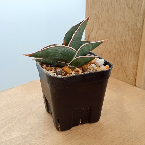 楽天市場】サンセベリア ロリダの通販