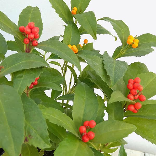 花木 庭木の苗/千両（センリョウ）：2色植え（赤実と黄実） 3.5号ポット