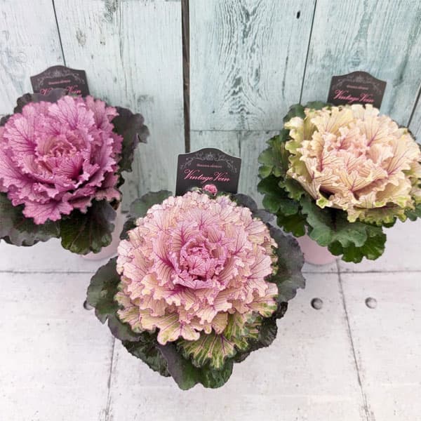 草花の苗/ハボタン：ヴィンテージベイン（ミニ）フリル葉系葉色アソート2.5号ポットのサムネイル