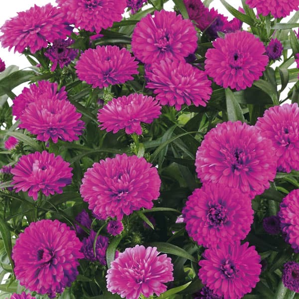 草花の苗/アスター：ショーメーカー　プリティピンク3号ポットのサムネイル