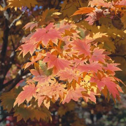 楽天市場】カエデ モミジ（花・ガーデン・DIY）の通販