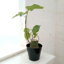 観葉植物/プセウドボンバックス:エリプチクム 5号鉢植え23-10