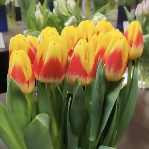 球根/チューリップ：ディスコ　10球セット