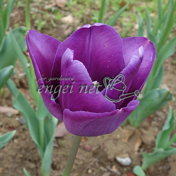 球根/チューリップ：紫水晶（むらさきすいしょう）　10球セット（T）