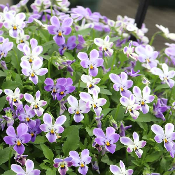 草花の苗/MSKガーデン極小輪ビオラ：フルーレット 宝石ラビット3号ポット 6株セット