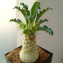 観葉植物/ドルステニア:ラブラニー 7cm角鉢