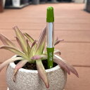 サスティー:Sサイズ(グリーン)