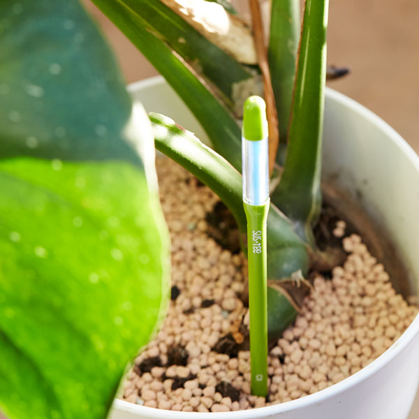 サスティー：Lサイズ（グリーン） 6個セット