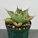 観葉植物/アガベ:チタノタ 小島白刺 5号鉢植え23-01