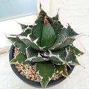 観葉植物/アガベ:チタノタ ソーラーエクリプス(紅葉No.1) 5号23-01