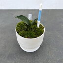 観葉植物/オモト(万年青):お多福・鉢植え/花脊(はなせ)白・サスティー付