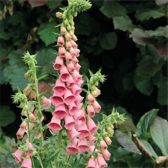 草花の苗/ジギタリス：メルトネンシス サマーキング3号ポット