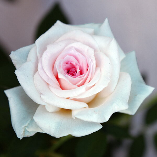 バラの苗/バラ：トゥルーブルーム・グレース4号鉢植えのサムネイル