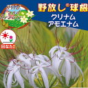 球根/(わけあり特価)クリナム:アモエナム 1球入り